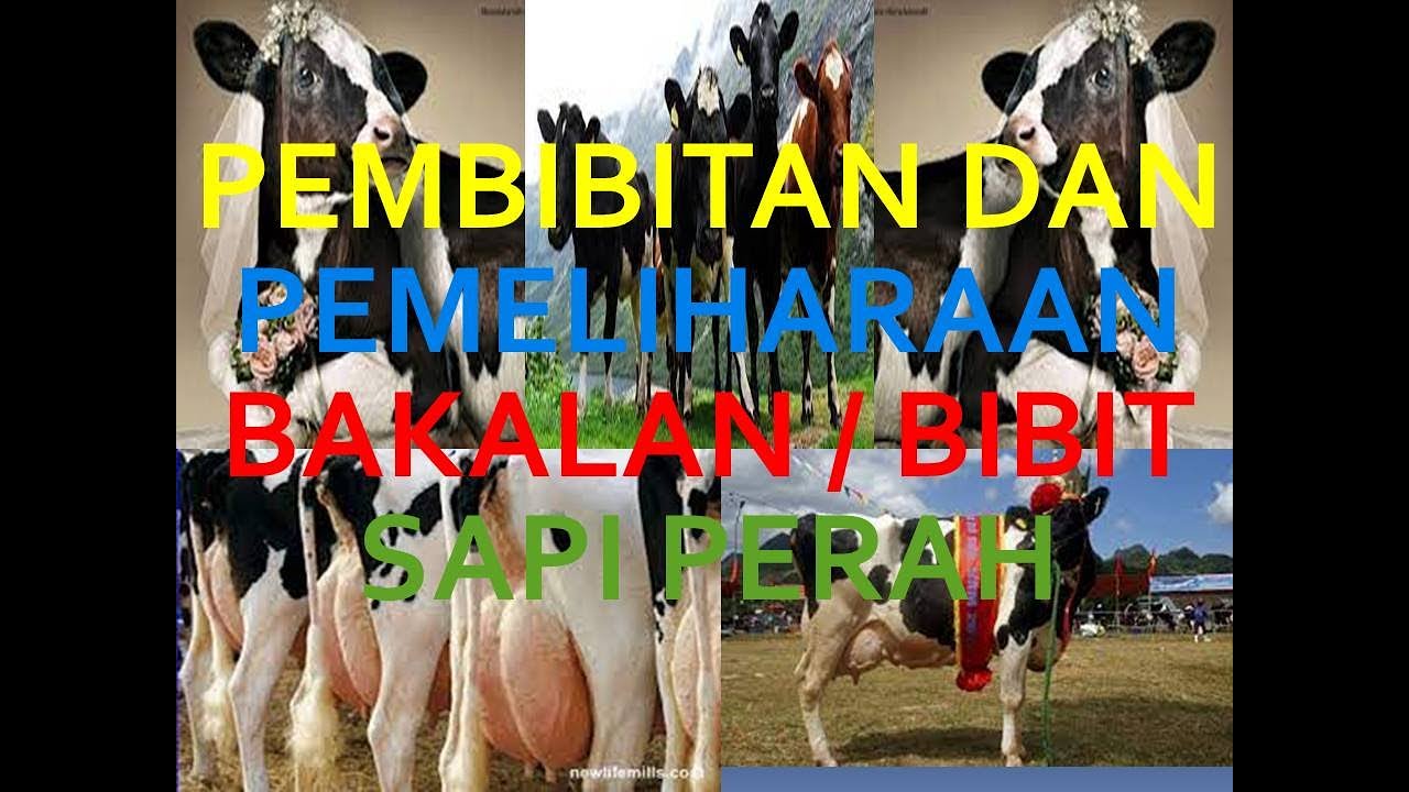 PEMBIBITAN DAN PEMELIHARAAN BAKALAN BIBIT SAPI PERAH - YouTube