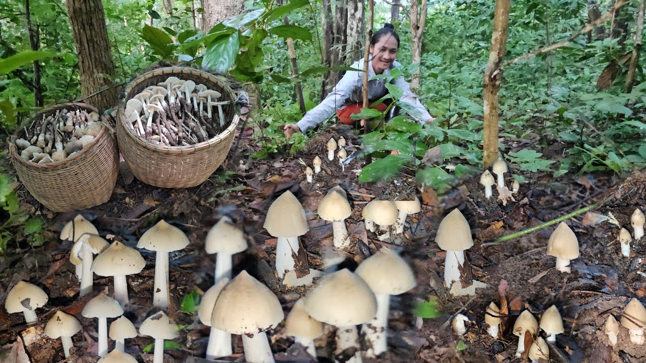 อลังการเห็ด!!โพดๆโพๆ  เห็ดปลวกดอกสวยๆ เก็บมันสุดๆ ไปเลยวันนี้!! 12 ตุลาคม 2558 หมานๆครับ