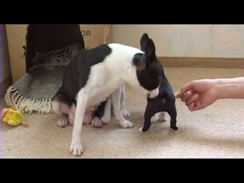 Video: Bostono Terjerų Veislės šunų Veislės Hipoalerginės, Sveikatos Ir Gyvenimo Trukmės