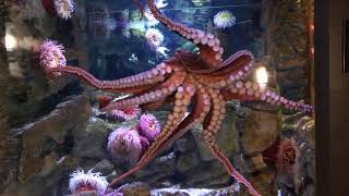 Virtual Visit: Octopus Toys!