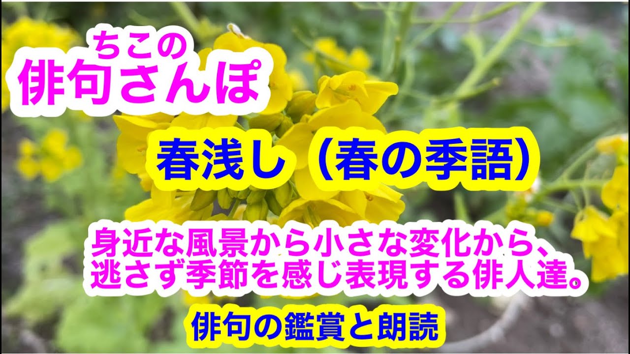 【俳句さんぽ・第52回】身近な風景から小さな変化から、逃さず季節を感じ表現する俳人たちです。#俳句 #俳句鑑賞#俳句朗読