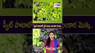 స్వీట్ పొటాటో వైన్ మొక్క అలంకార మొక్క | Sweet Potato Vine Plant Ornamental Plant | #vineplants