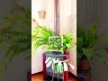 Creación de jardines verticales #arquitecturaverde #diseñosostenible #instalaciónpasoapaso