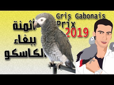 فيديو: ما هي زهرة كونغو كوكاتو - تعرف على معلومات عن رعاية كونغو كوكاتو