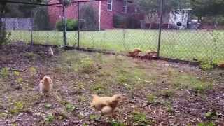 Detailed Buff Orpington Chicks at 10 weeks Profile