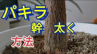 パキラ 幹 シニア パキラの幹を太くする方法 Youtube
