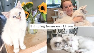 Bringing Home Our SECOND Ragdoll Kitten ~ First Day At Home ~ Introducing Two Cats Successfully