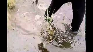 My SV. Deep flooding across puddles & Tube-swamp & fill of my soviet Red treugolnic rubber boots.
