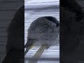 ربنا موجود القران الكريم الرحمن الرحيم اكسبلور التوبة Birds Birdsong طيور القارئ 