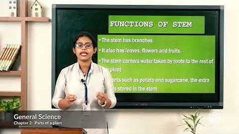Grade 3 General Science Chapter 2 Class 1 Types of plants, kind of roots, stem and its functions