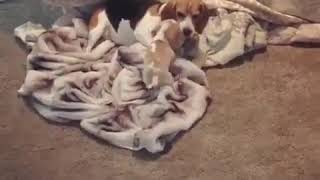 Puppy beagle want to play with mommy/dog lover