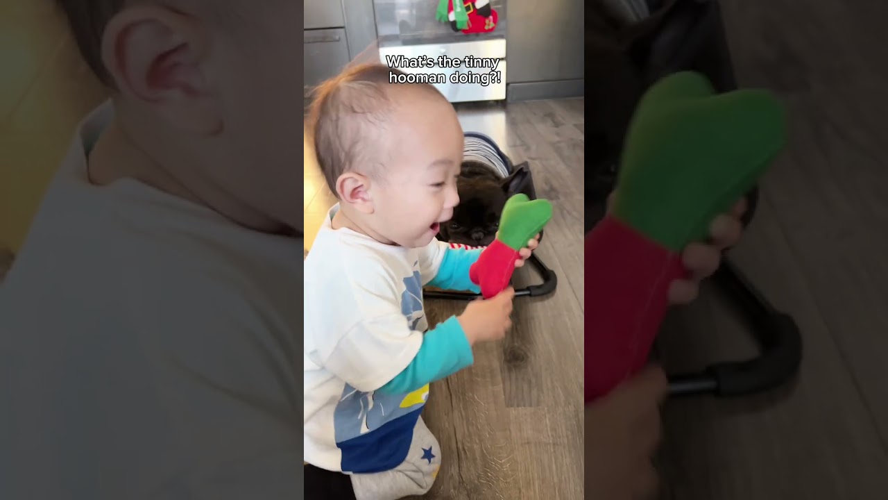 It's the most wonderful time of the year...for toys and treats Pet Food #wellnesspet # ad