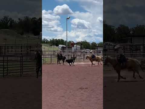 Slow and Easy Rope Horse Training — Keeping a Horse Quiet When Dragging a Log or Dummy