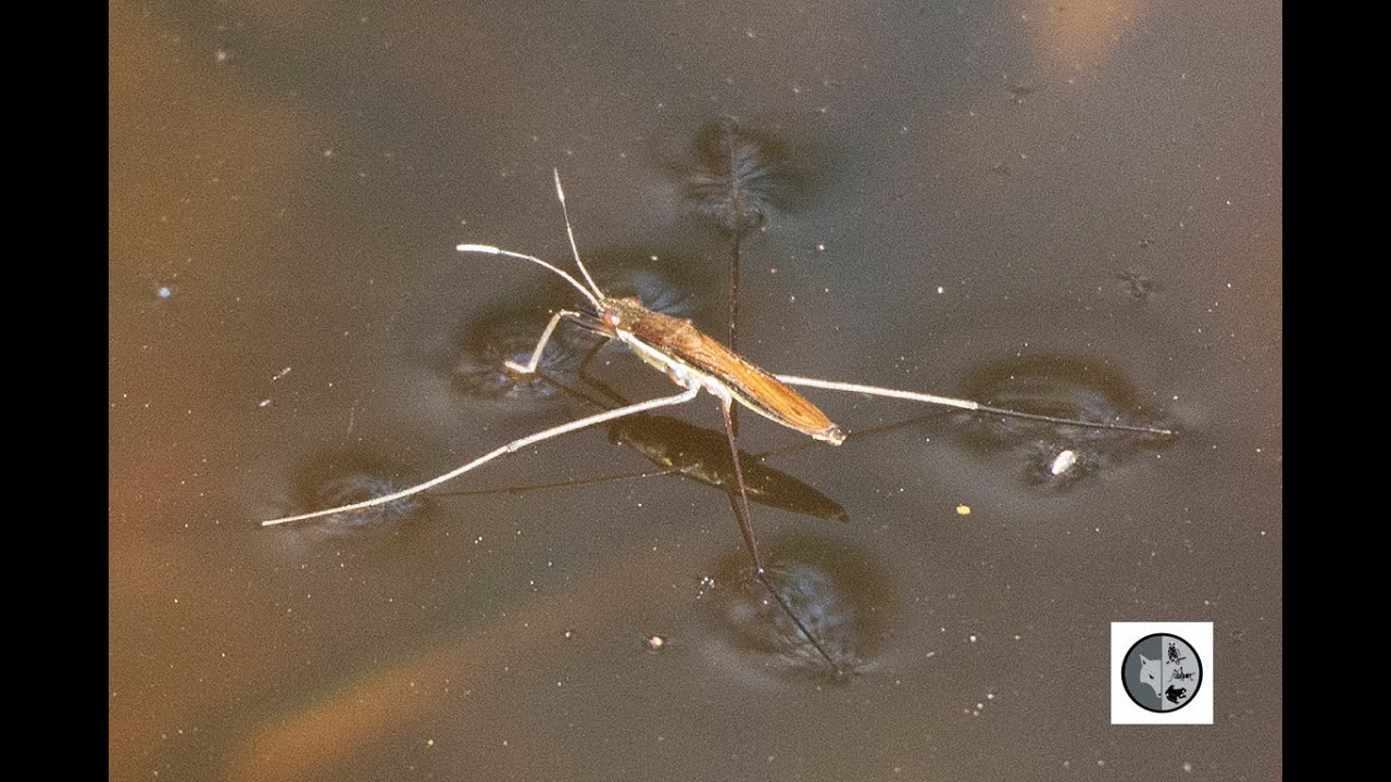 Les insectes patineurs/Water strider bugs - YouTube