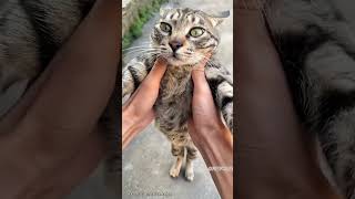 《猫科动物健身技巧》#cat #喵哥是萌新 #petshub #pets #cute #cutecat #funny #kitten #哈基米 #catshorts #kitty #小猫咪