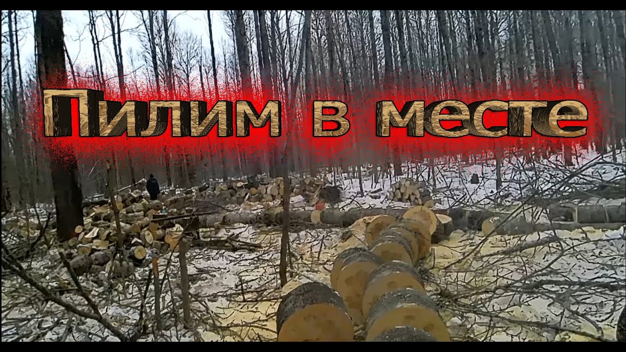 Пилим в месте, дрова в лесу - YouTube