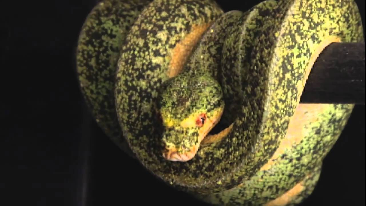 Green Tree Python black moon - YouTube