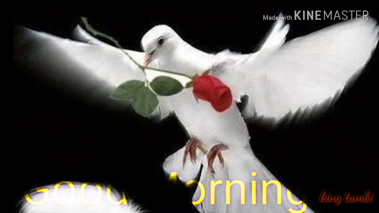 Good Morning Wishes Messages And Tamil Song And Whatsapp Status Video Happy Good Morning Wishes For Youtube Good morning wishes kavithai in tamil video குட்மார்னிங் வாழ்த்து கவிதை குட்டி வீடியோ #012. good morning wishes messages and tamil