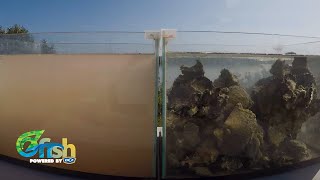 Shellfish filtration timelapse