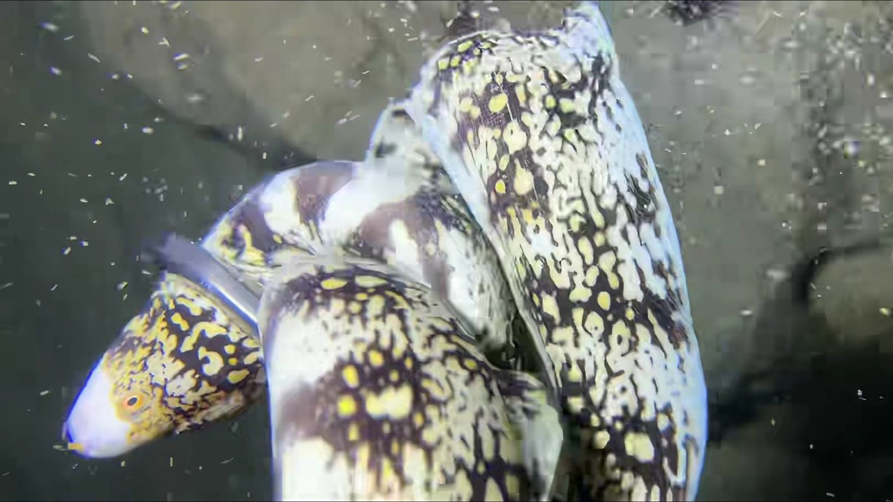 Diving under the sea to catch eels, crabs and sea cucumbers | Part 174-1