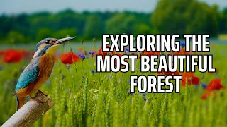 Birds Natur video , Sounds of Nature screenshot 2