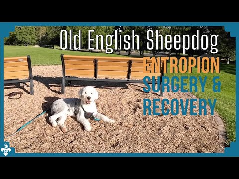 From Pain to Happiness: Our Old English Sheepdog''s Entropion Journey