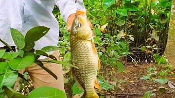 Câu cá Diếc lên luôn Chép khủng đã tay quá | Góc Bếp Xưa