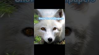 #adoreble #wallpaper #fox #snowfox #cute #wildlife Arctic fox wallpapers screenshot 1