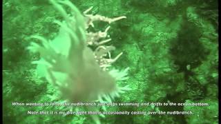 Swimming Giant Nudibranch.