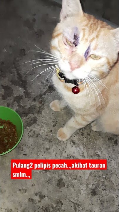 kucing oren#kucing bar bar#