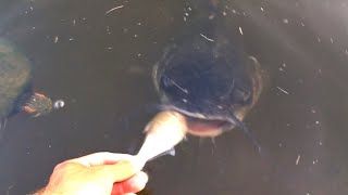 Feeding the Fish While it's Flooded!