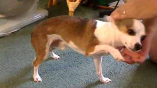 Adorable chihuahua Taco that does tricks.