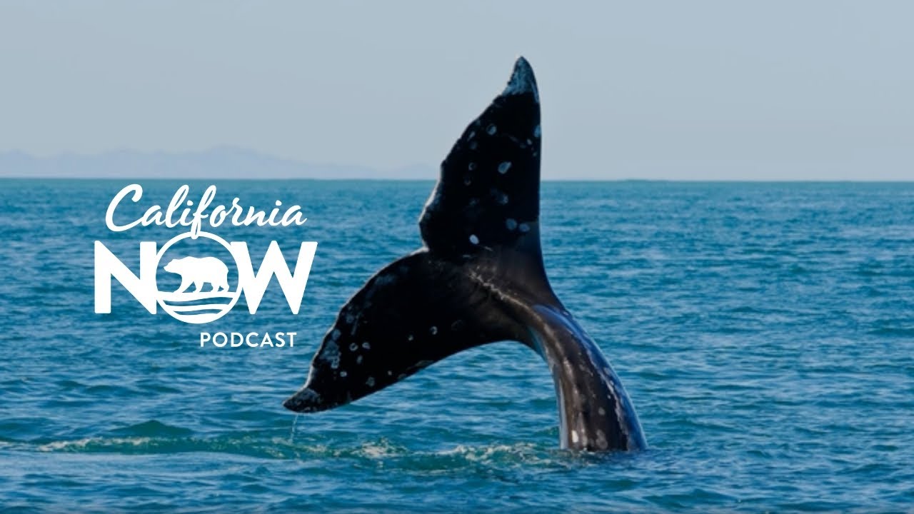 WHALE WATCHING, DOG FRIENDLY TRAVEL, IRONSTONE VINEYARDS | California Now Podcast