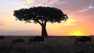Ep 1: Great Wildebeest Migration highlights from live broadcast