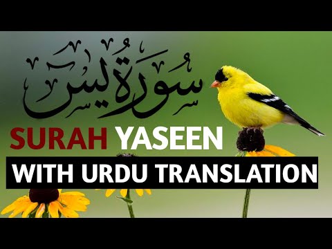 Surah Yasin ( Yaseen ) with Urdu Translation | Quran Tilawat Beautiful Voice | Hindi Tarjuma