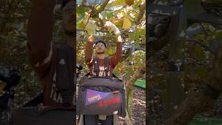 New zealand kivi packing video kivi farming work bhar di life #farming #kivideo #newzealandfunnyvido