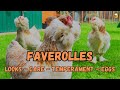 Ref:MBKeLSqZu4E Faverolles chicken: superfluffy and pink eggs