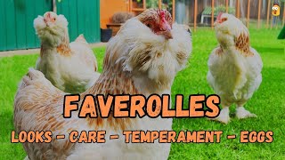 Faverolles Chicken Superfluffy And Pink Eggs