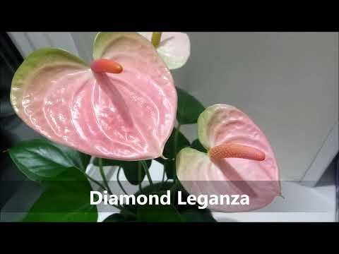 Video: Kako Se Brinuti Za Andrein Anthurium