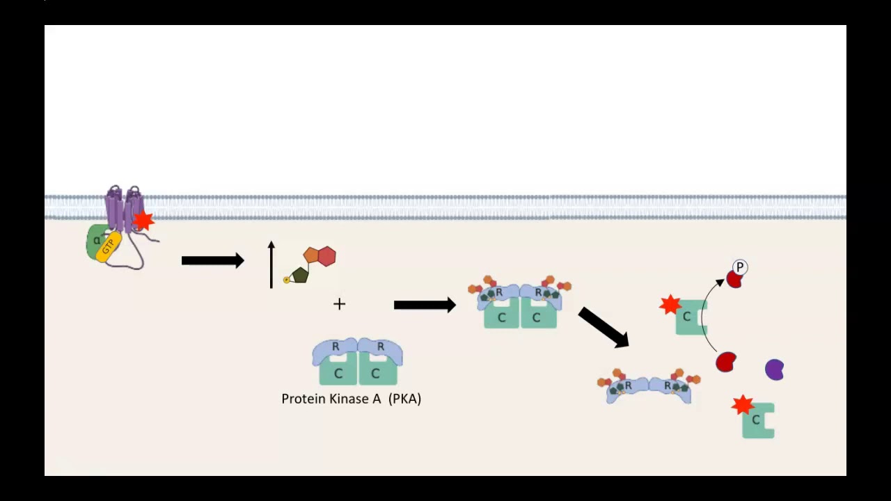 GPCR AC PKA pathway - YouTube