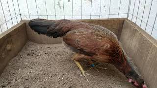POLLONA ASIL CON KELSO GALLOS Y RANCHOS