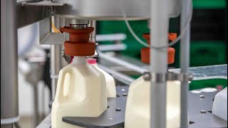 Pasteurization kills bird flu in milk, doctor explains