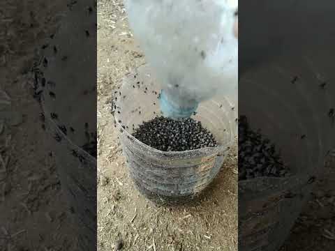 القضاء على آلاف الذباب ببيضة واحدة