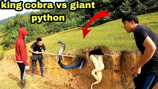 King cobra and giant albino python - catch giant albino python in the king cobra den