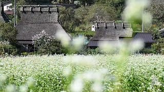 「真っ白な風景に感動」　ソバの花見ごろ　京都「かやぶきの里」