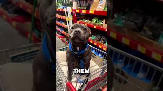 Introducing The Worlds Cutest Dog Breed