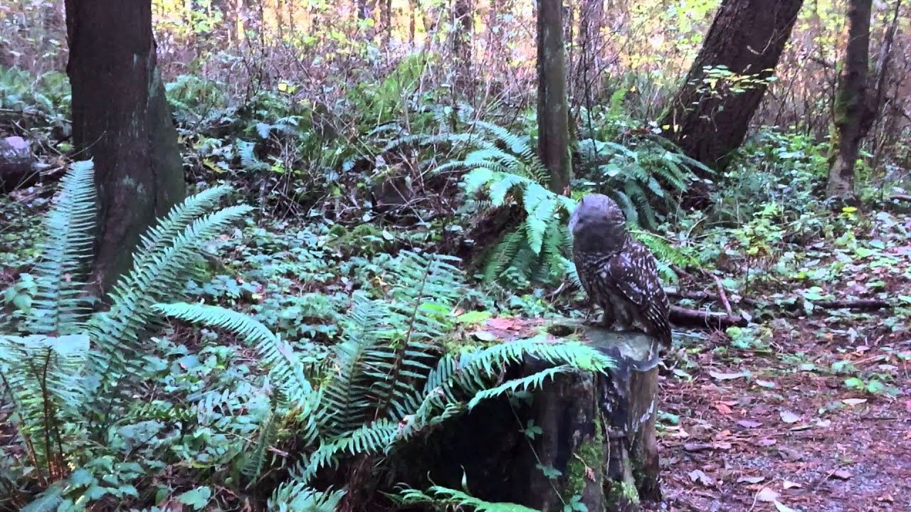 A Barred Owl in Surrey, BC - HD 