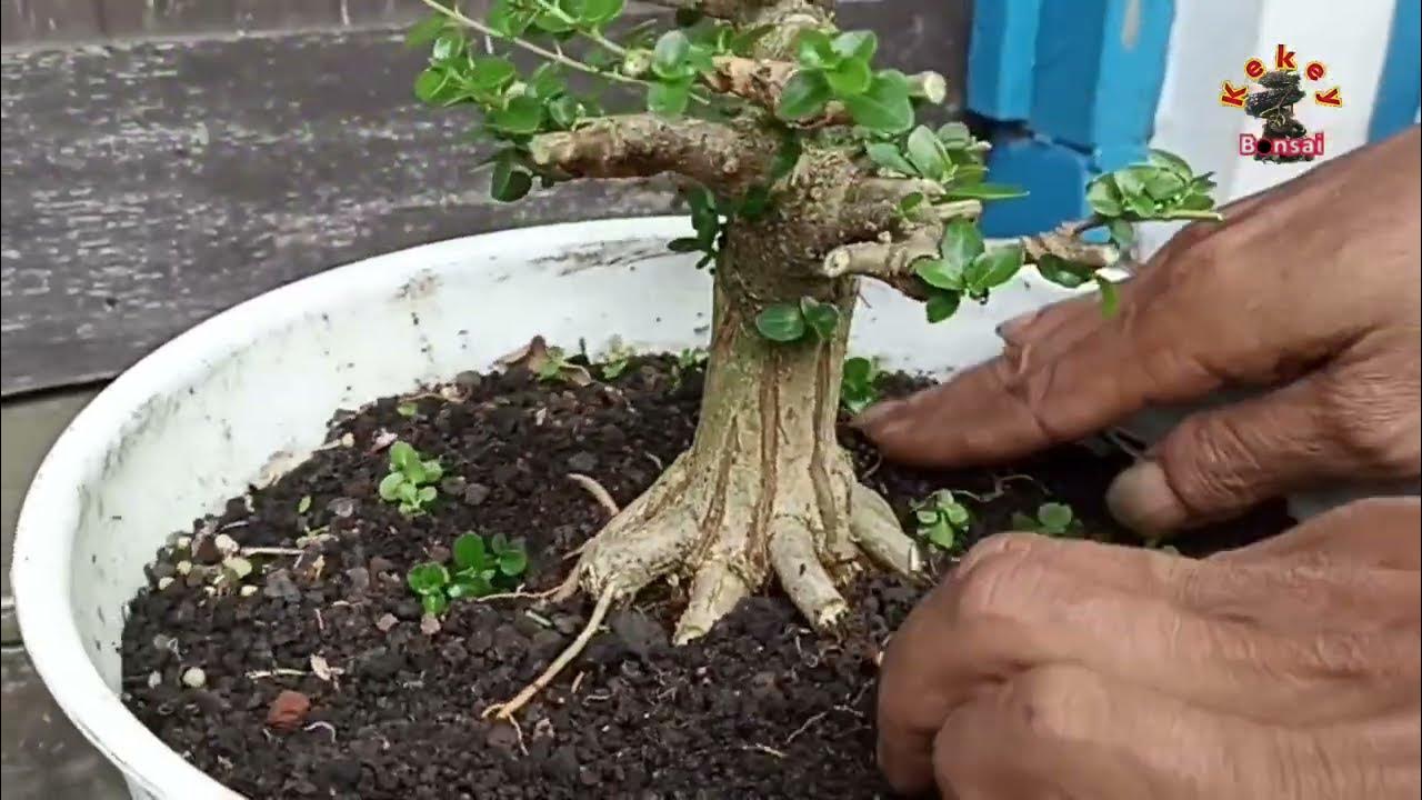 Foto cara mengenali bonsai kekurangan cahaya terkait cara mengenali bonsai kekurangan cahaya melalui perubahan fisik