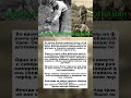 Собака, которая нашла сотни мин на фронте #вов #животные #история #shorts