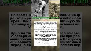 Собака, которая нашла сотни мин на фронте #вов #животные #история #shorts